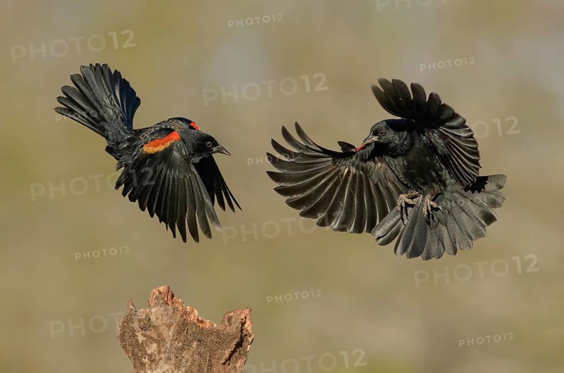 Red-winged Blackbird (Agelaius phoeniceus) two males fighting, Texas, USA