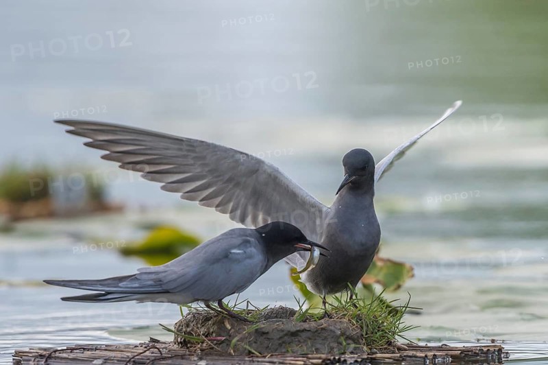 Black Tern (Chlidonias niger) displaying with fish prey, Schleswig-Holstein, Germany