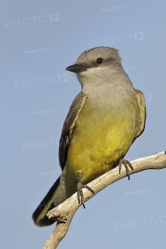 Western Kingbird (Tyrannus verticalis) perched on a branch in southern Arizona, USA