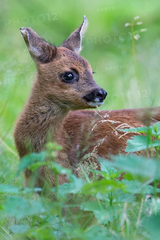Western Roe Deer (Capreolus capreolus) fawn in grassland, Lower Saxony, Germany