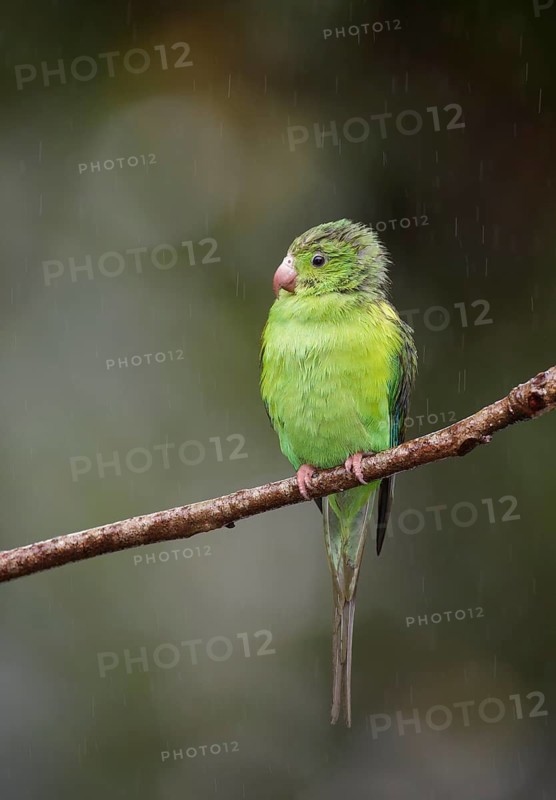 Plain Parakeet (Brotogeris tirica) perched on a branch, Atlantic rainforest, Brazil