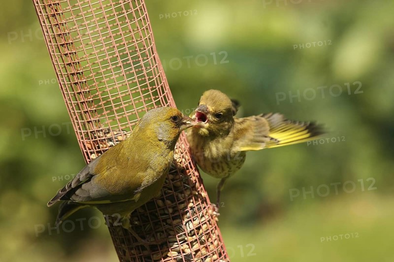 European Greenfinch (Chloris chloris) juvenile, Lower Saxony, Germany