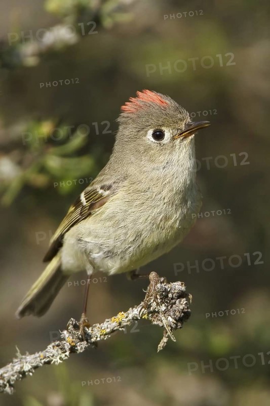 Ruby-crowned Kinglet (Regulus calendula), Manitoba, Canada
