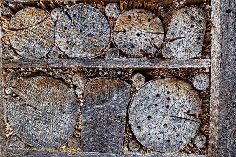 Insect hotel, nesting aid, animals, insects, beech, beech trunk, Baden-Württemberg, Federal Republic of Germany