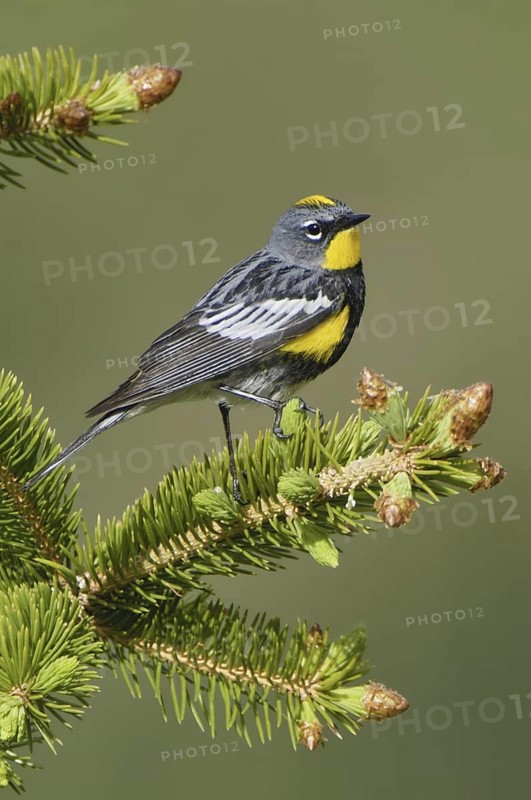 Audubon's Warbler (Setophaga auduboni), Montana, USA