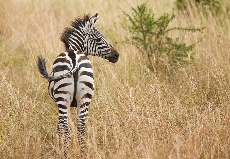 Steppe zebra (Equus quagga) or horse zebra, Akagera National Park or Kagera National Park, Eastern Province, Rwanda