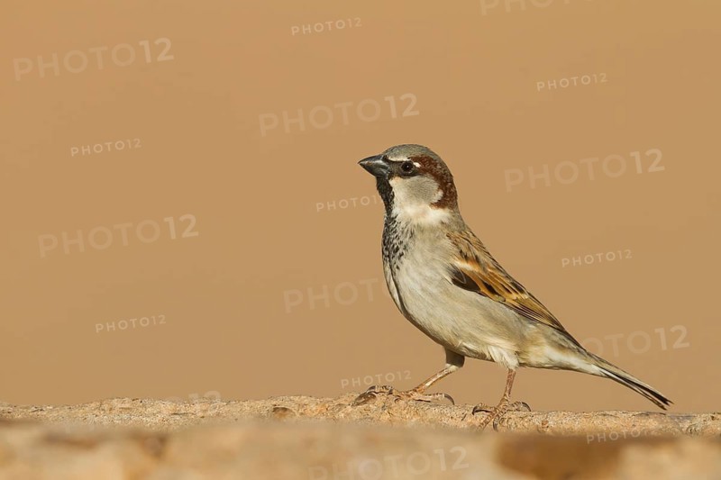 House Sparrow - Haussperling - Passer domesticus ssp. tingitanus, adult male, Morocco