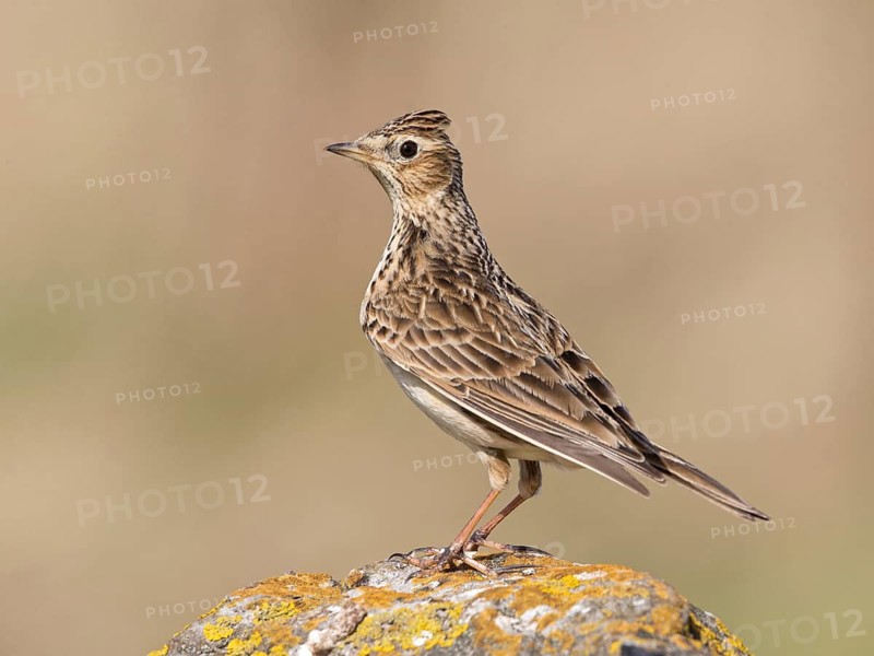 Eurasian Skylark (Alauda arvensis), United Kingdom