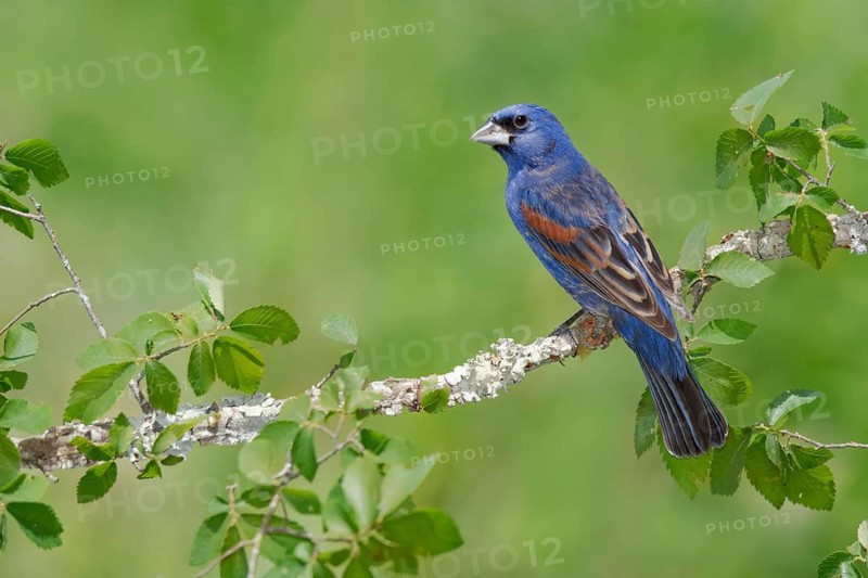 Blue Grosbeak (Passerina caerulea) male perched on a branch, Texas, USA