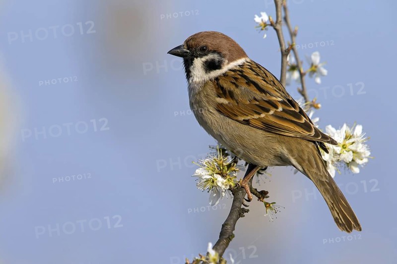 Tree sparrow, field sparrow, family of sparrows, (Passer montanus), animals, birds, songbirds, perch, Lake Neusiedl, Burgenland, Austria