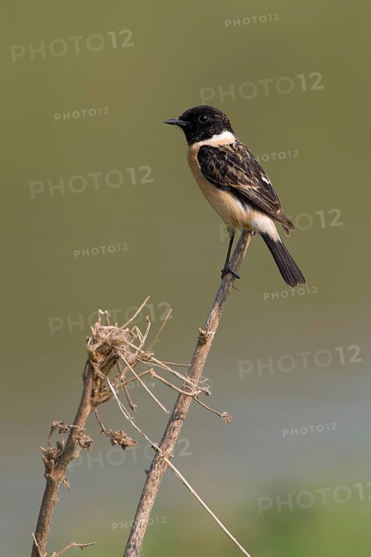 Siberian Stonechat (Saxicola maurus) male, Phetchaburi, Thailand