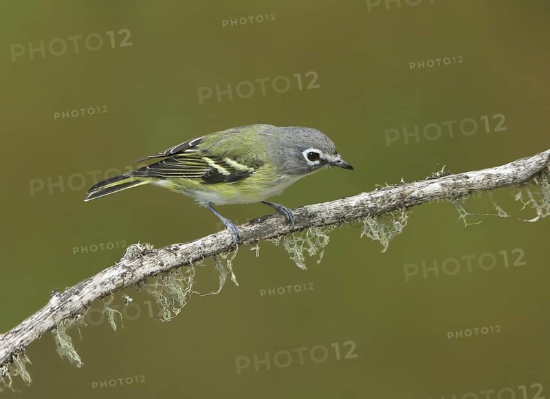 Blue-headed Vireo (Vireo solitarius), Saskatchewan, Canada