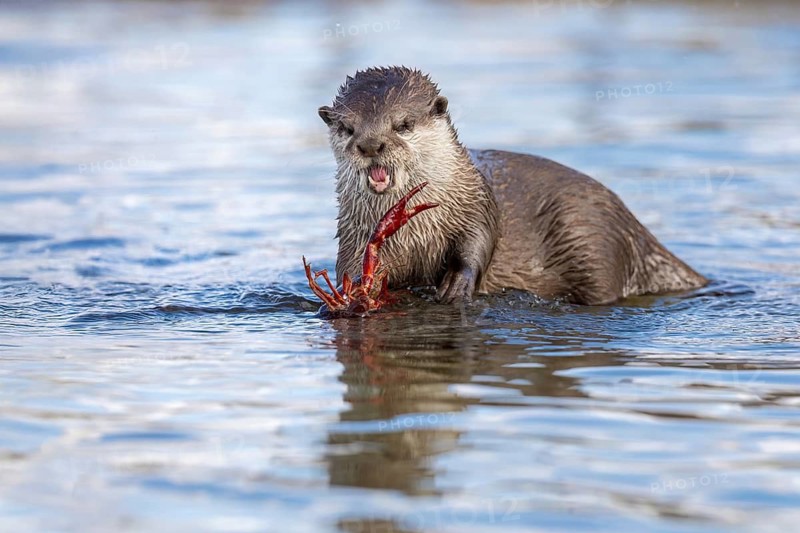 Eurasian Otter (Lutra lutra) feeding on crab, Castile-La Mancha, Spain