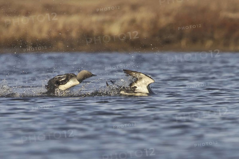 Pacific Loon (Gavia pacifica) mating, Manitoba, Canada