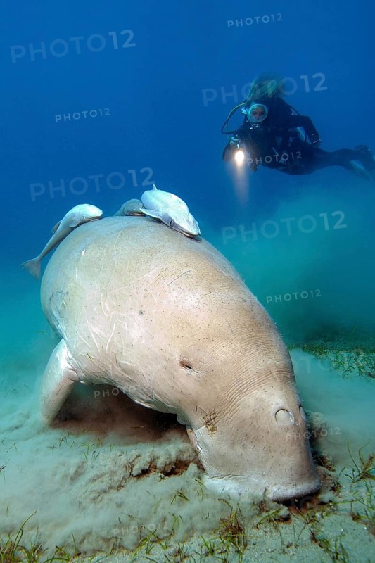 Underwater photo observed by scuba diver looking at fork-tailed manatee (Dugong dugong) eating seagrass from seagrass meadow has two specimens of (Echeneis naucrates) on its back, Red Sea, Abu Dabab, Marsa Alam, Egypt