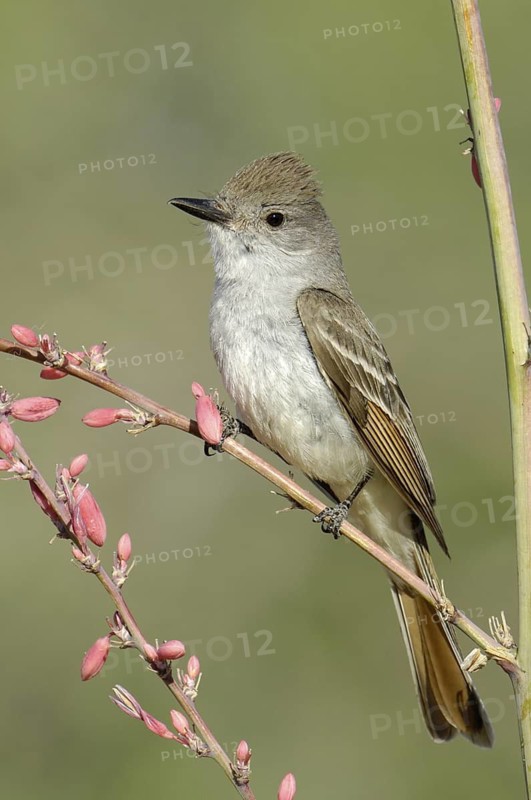 Ash-throated Flycatcher (Myiarchus cinerascens), Texas, USA