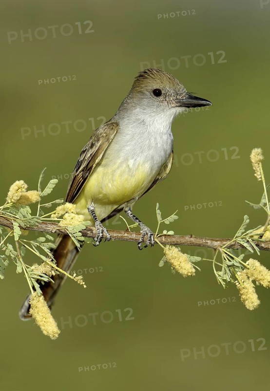 Brown-crested Flycatcher (Myiarchus tyrannulus), Arizona, USA