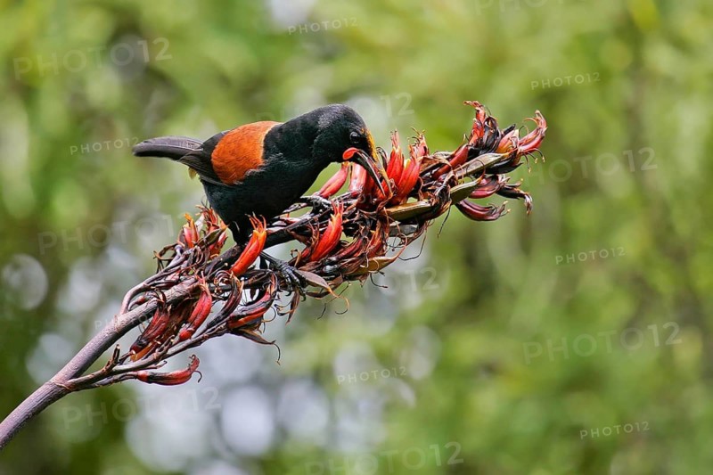 North Island Saddleback (Philesturnus rufusater) foraging, Nordinsel, New Zealand