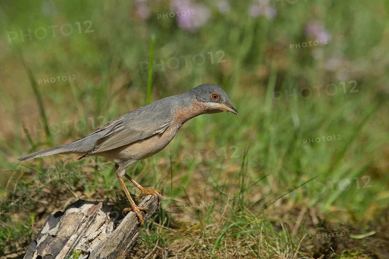 Subalpine Warbler (Sylvia cantillans) male, Liguria, Italy