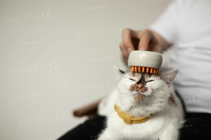 A cat enjoys being groomed with a brush, eyes closed in contentment. The process of combing cat fur promotes relaxation and maintains healthy fur