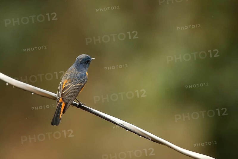 Blue-fronted Redstart (Phoenicurus frontalis), juvenile, Uttarakhand, Indien