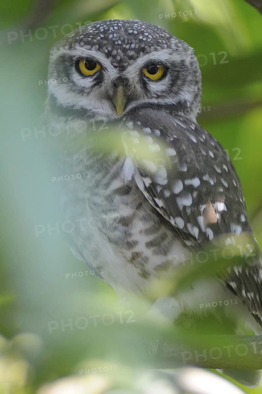 Spotted Owlet (Athene brama), India