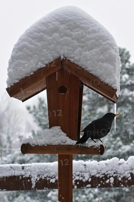 Male Blackbird (Turdus merula) on bird feeder, birdfeeder, bird table in winter in the snow, Belgium