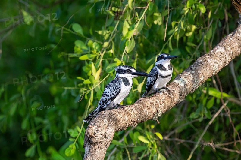 Grey Kingfisher (Ceryle rudis), couple sitting on a branch and looking out, Murchison Falls NP, Uganda