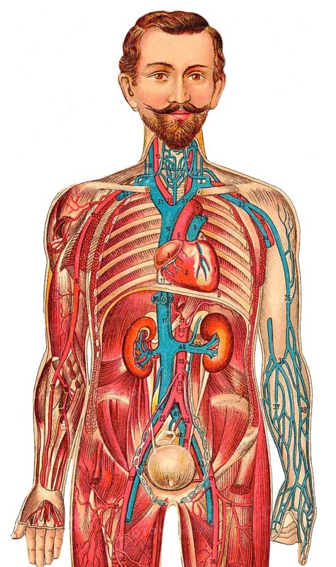 Medical illustrations of a male figure, Germany, about 1930