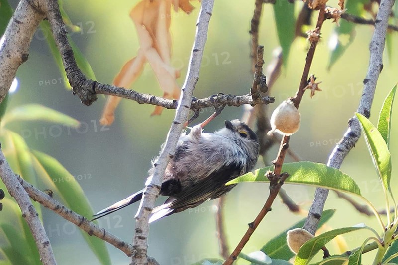 A charming long-tailed tit, Aegithalos caudatus, perches gracefully on a sunlit branch. Its soft plumage and distinctive tail are highlighted by the natural light