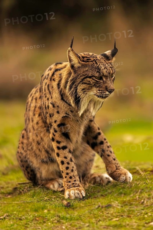 Common Lynx, Iberian Lynx, Lynx pardinus, Castilla La Mancha, Spain