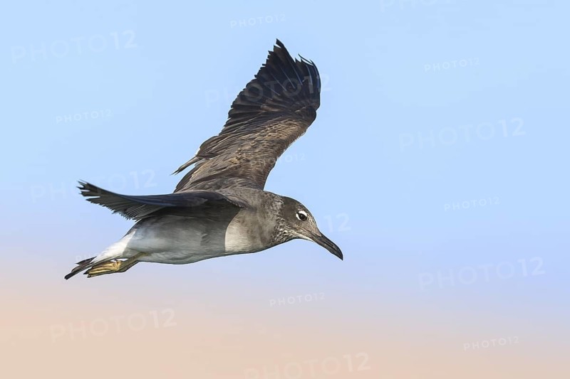 White-eyed Gull (Ichthyaetus leucophthalmus) juvenile flying, Eilat, Israel