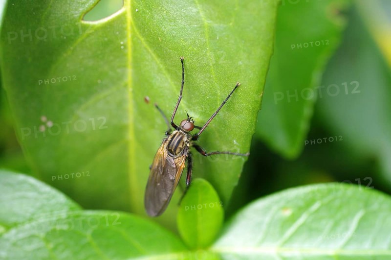 Empis tessellatav (Empis tessellata), wing, compound eyes, leaf, close-up