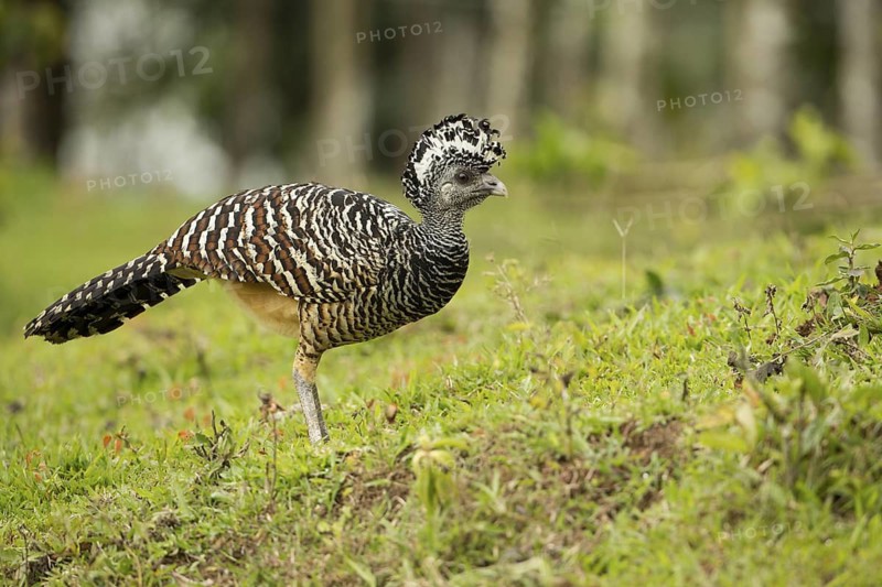 Great Curassow (Crax rubra) walking in the dry forest of Costa Rica, Central America