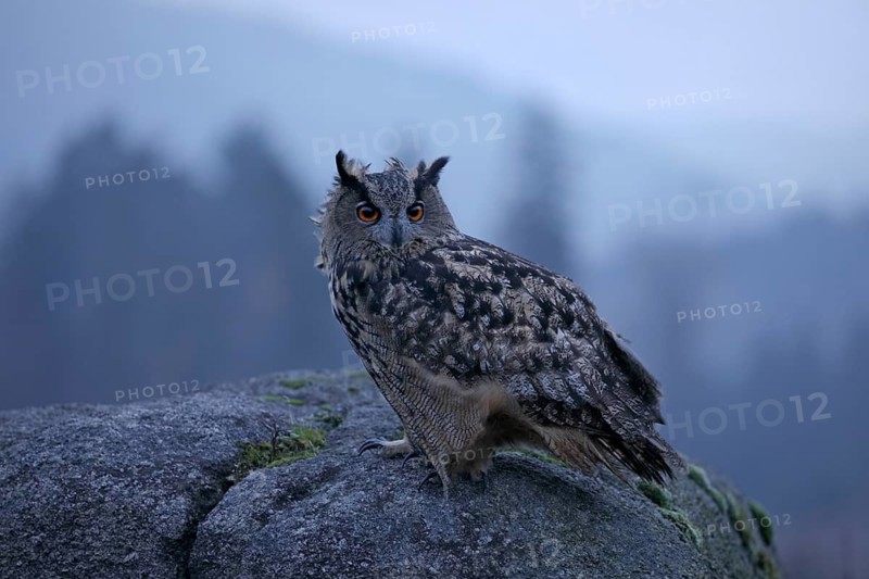 Europäischer Uhu, lat. Bubo bubo, sitzt in der Abenddämmerung auf einem Felsen im böigem Wind