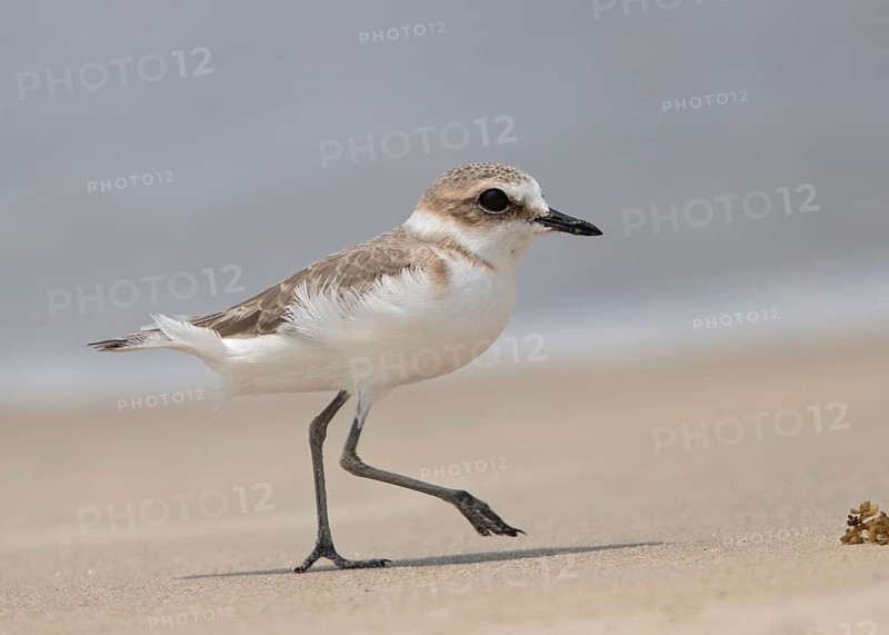 Kentish Plover (Charadrius alexandrinus) foraging on beach, Goa India
