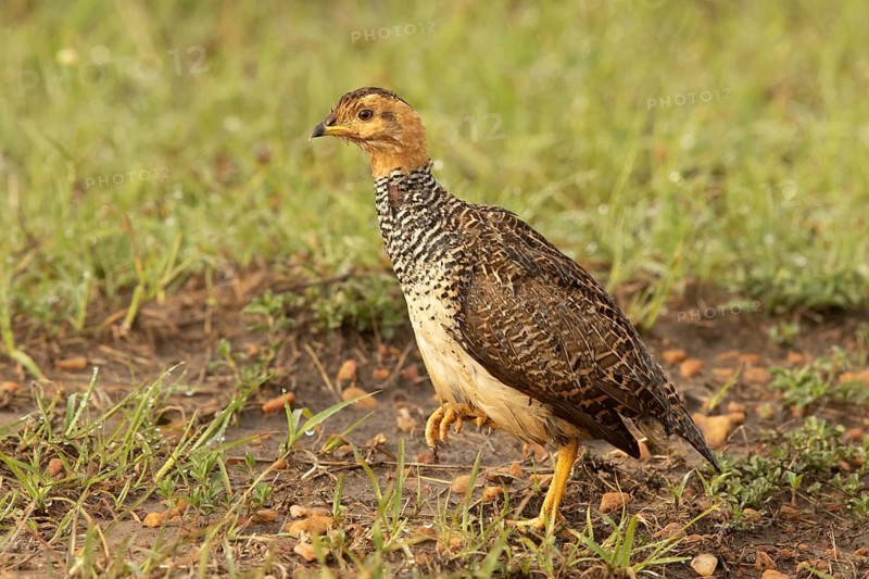 Coqui Francolin (Peliperdix coqui) female, Masai Mara, Kenya