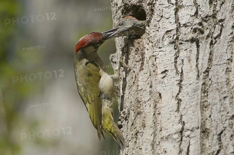 European Green Woodpecker (Picus viridis) juvenile, Saxony, Germany
