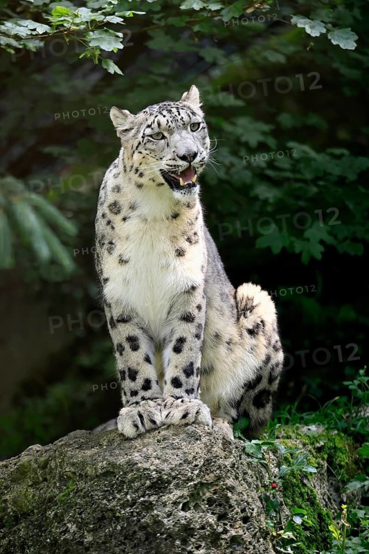 Snow leopard (Uncia uncia), adult, alert, sitting on rocks, endangered species, captive