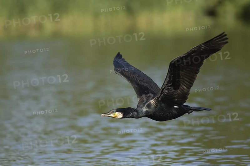 Great Cormorant (Phalacrocorax carbo) flying, Rhineland-Palatinate, Germany