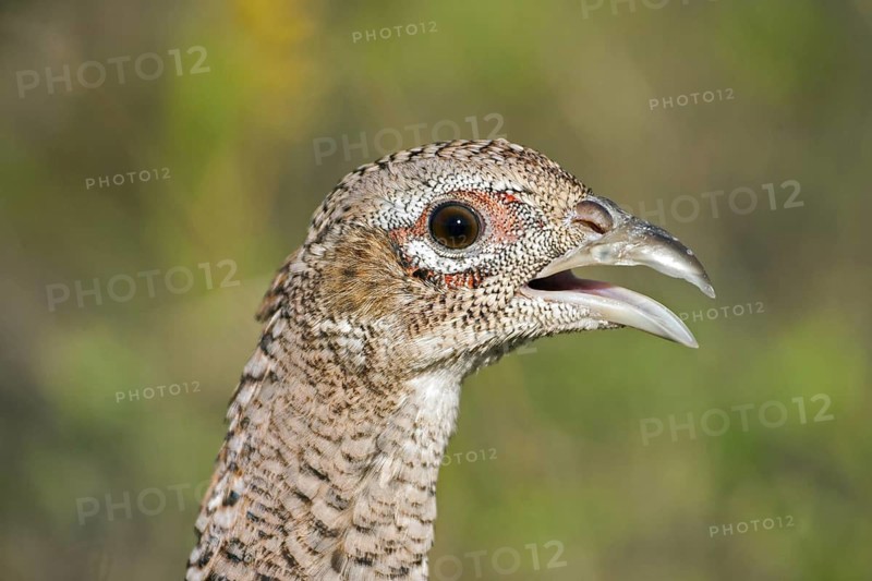 Common Pheasant Phasianus colchicus Sandstone, Minnesota, United States 5 October Adult Female Captive Phasianidae