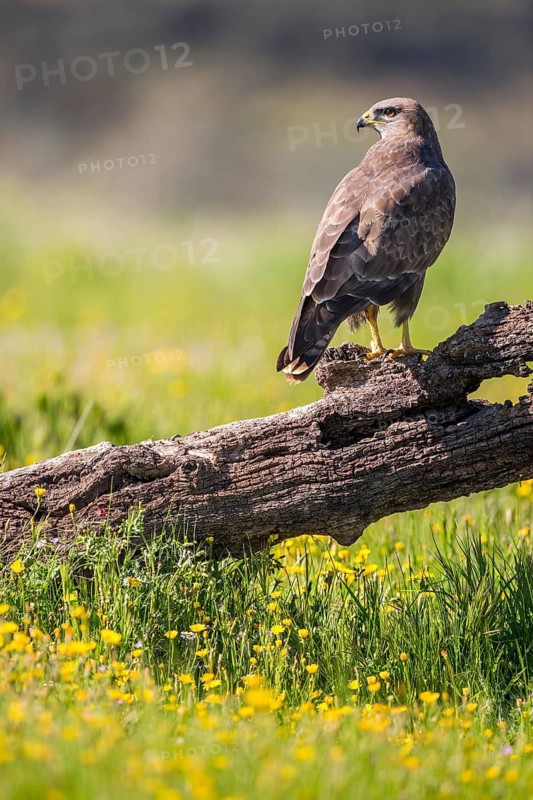 Common Buzzard (Buteo buteo) perched on an old tree trunk, Andalusia, Spain