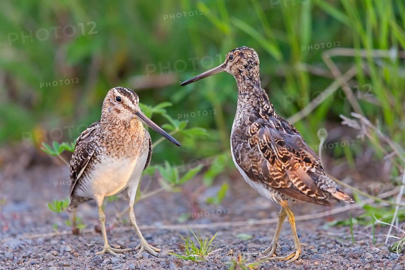Snipe, Marsh Snipe, (Gallinago gallinago), snipe family, two, pair, Norðurþing, Húsavík, Iceland