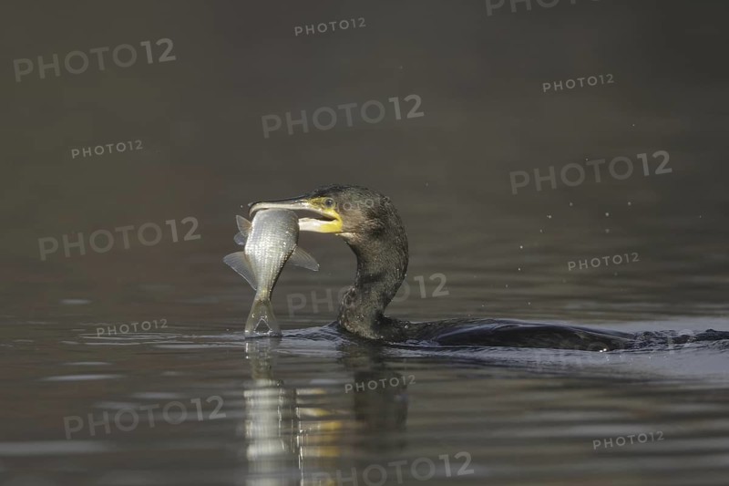 Great Cormorant (Phalacrocorax carbo), Germany