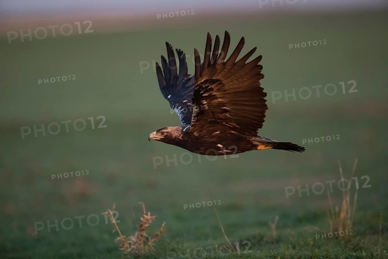 Iberian Eagle (Aquila adalberti), Spanish imperial eagle, Extremadura, Castilla La Mancha, Spain