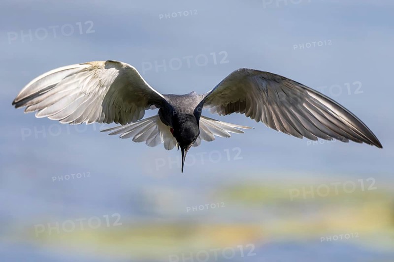 Black Tern (Chlidonias niger) flying, Netherlands
