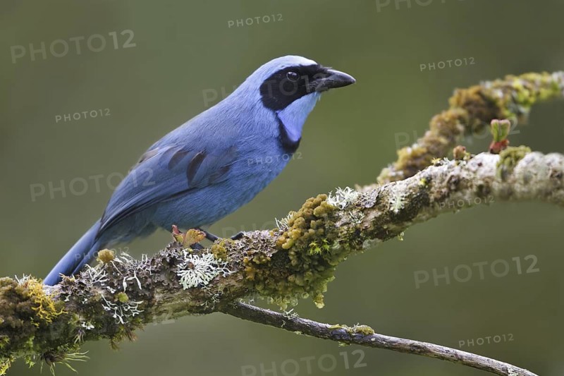 Turquoise Jay (Cyanolyca turcosa), Ecuador