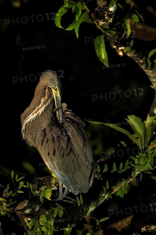 While out on a boat in Costa Rica's Tortuguero National Park early one morning, my workshop group and I were presented with a perfect opportunity to photograph a Bare-throated Tiger Heron. The bird stayed in front of us for five minutes, preening in the light reflected from the water on the river. The curves of the vegetation lent a nice composition to the scene