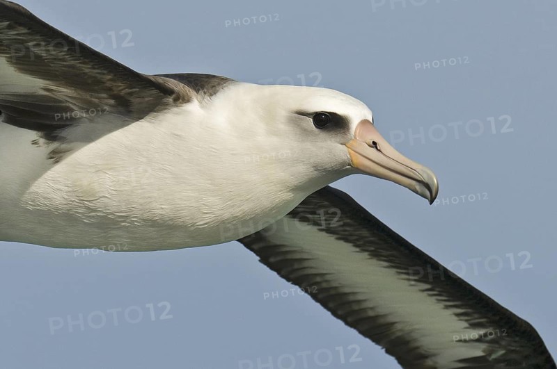 Laysan Albatross (Phoebastria immutabilis) flying, Hawaii, USA