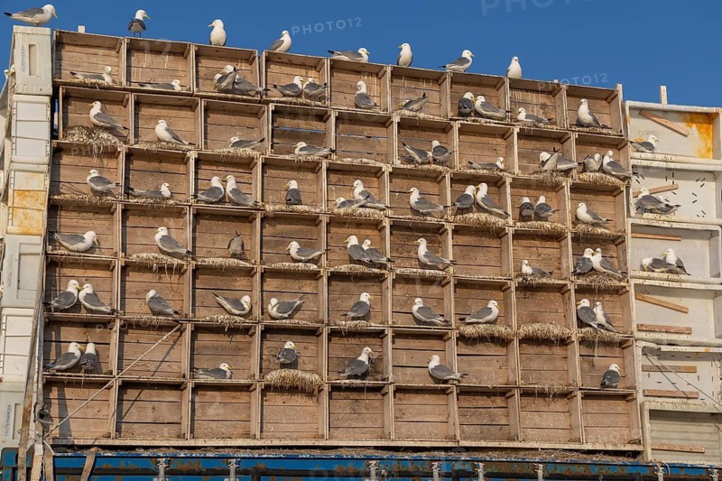 Black-legged kittiwake (Rissa tridactyla), artificial nesting wall, Vardö, Varangerfjord, Norway